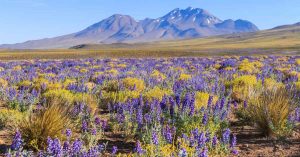 Peculiaridades del desierto florido de Atacama