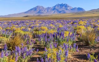 Peculiaridades del desierto florido de Atacama