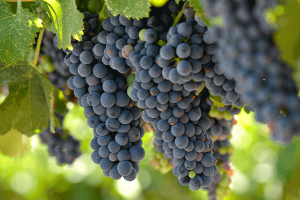 Beneficios del jugo de uva