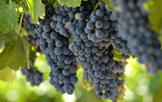 Beneficios del jugo de uva